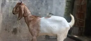 Home-reared hobby goat