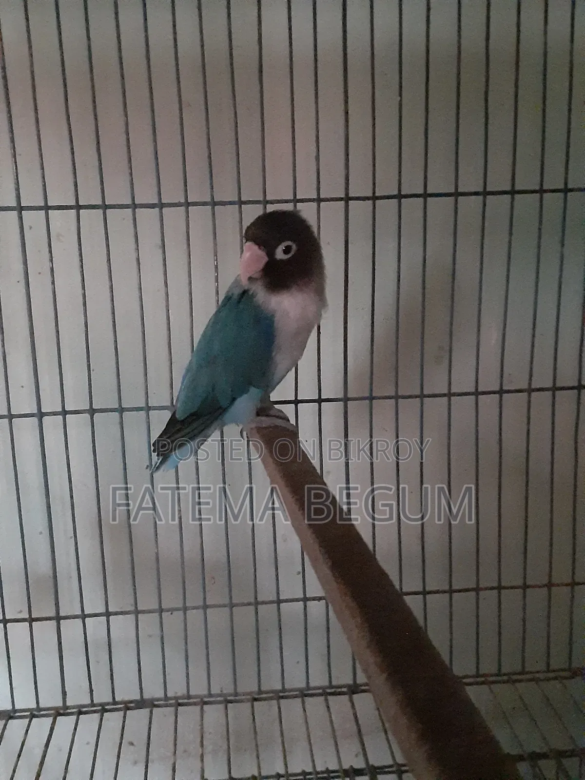 Lovebird Male