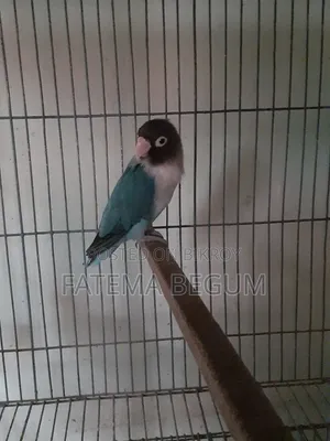 Lovebird Male