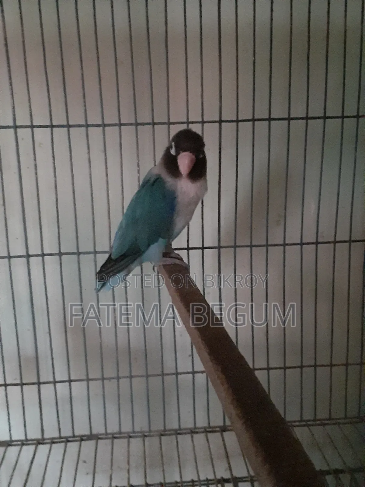 Lovebird Male