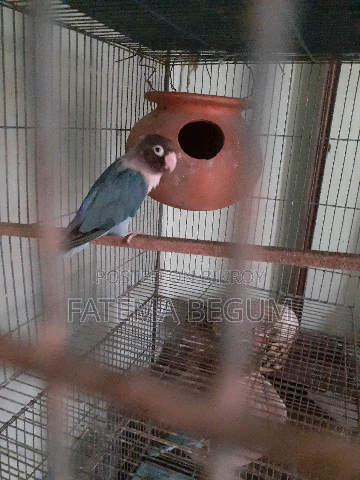 Lovebird Male