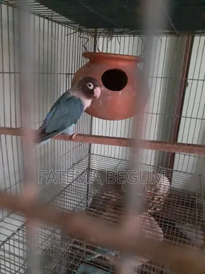 Lovebird Male