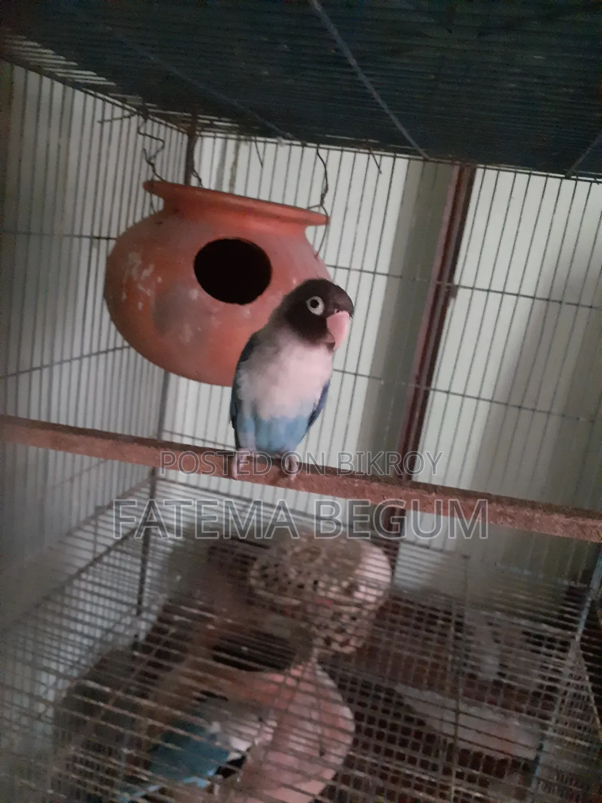 Lovebird Male