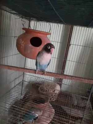 Lovebird Male