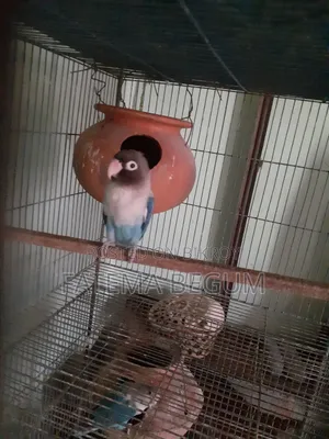 Lovebird Male