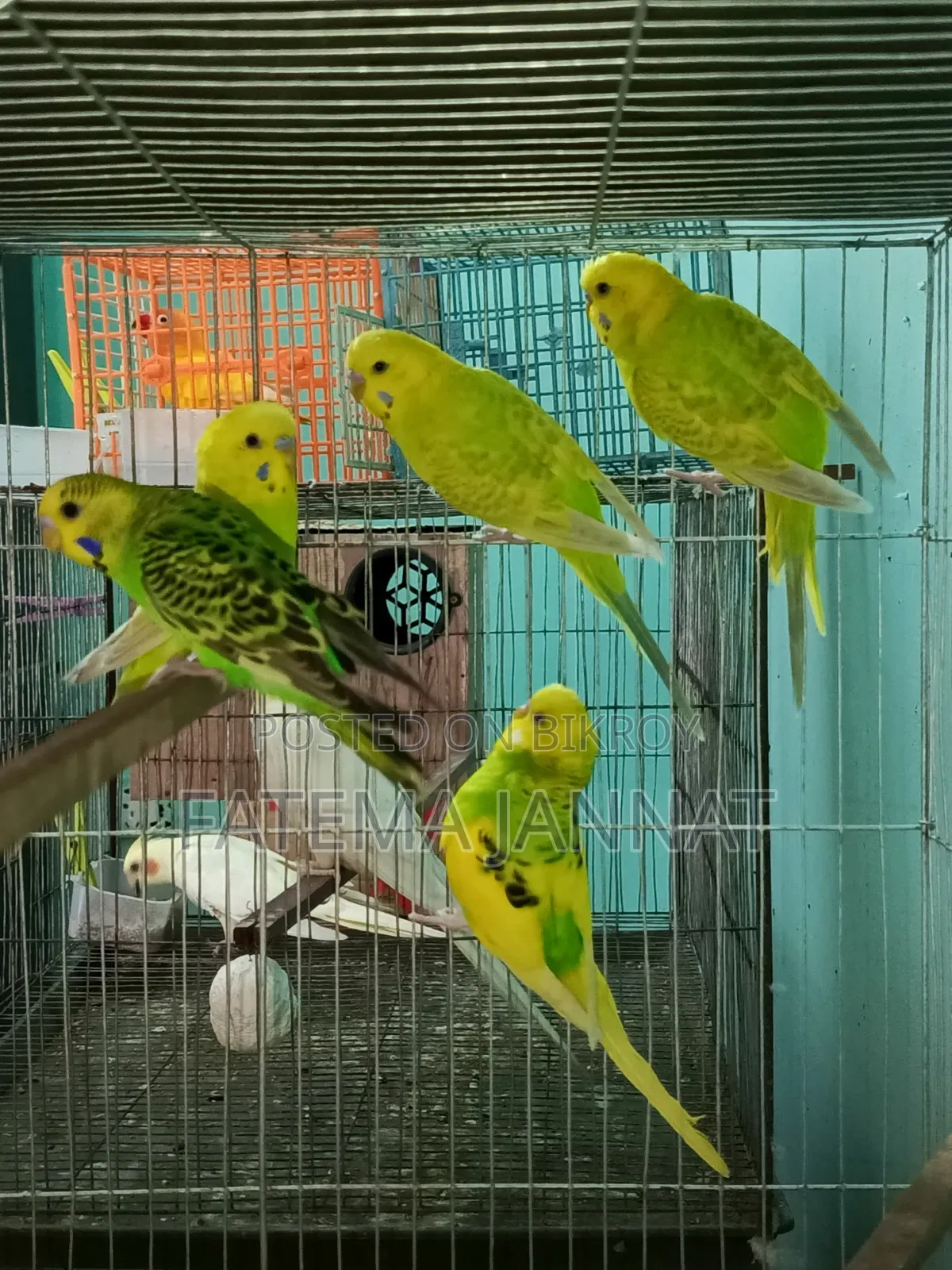 Running Budgerigar's