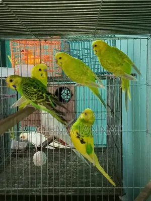Running Budgerigar's