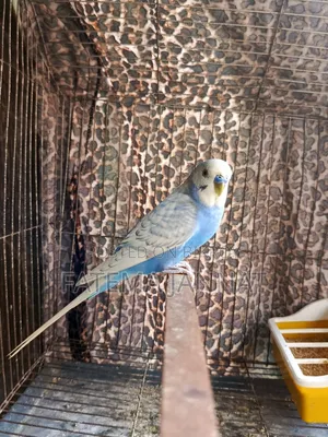 Running Budgerigar's