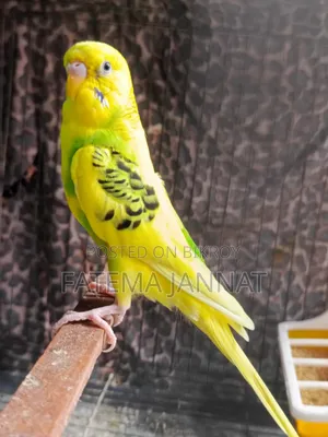 Running Budgerigar's