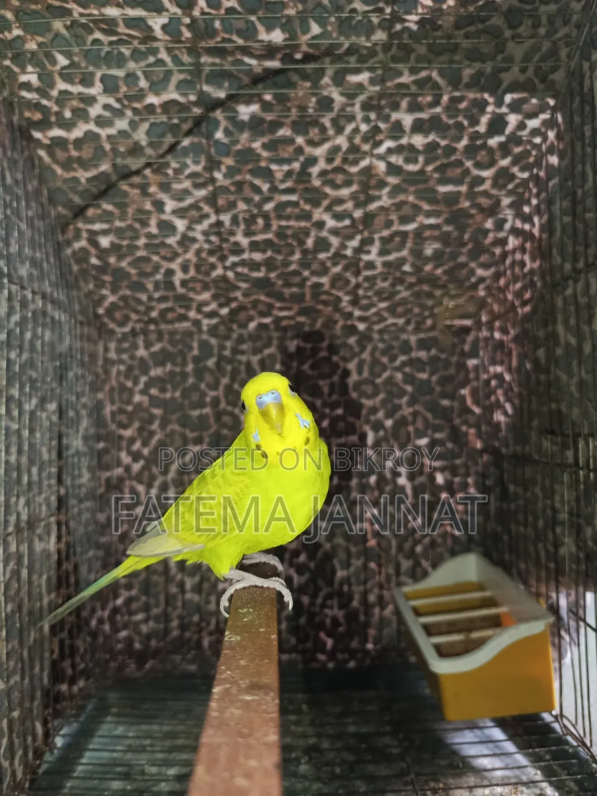 Running Budgerigar's