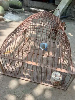 পাখির বড় খাঁচা।