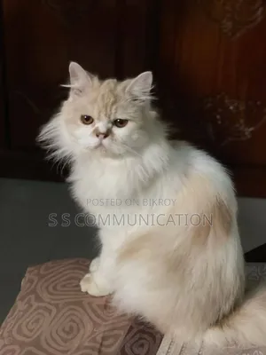 6-12 months Male Purebred Persian