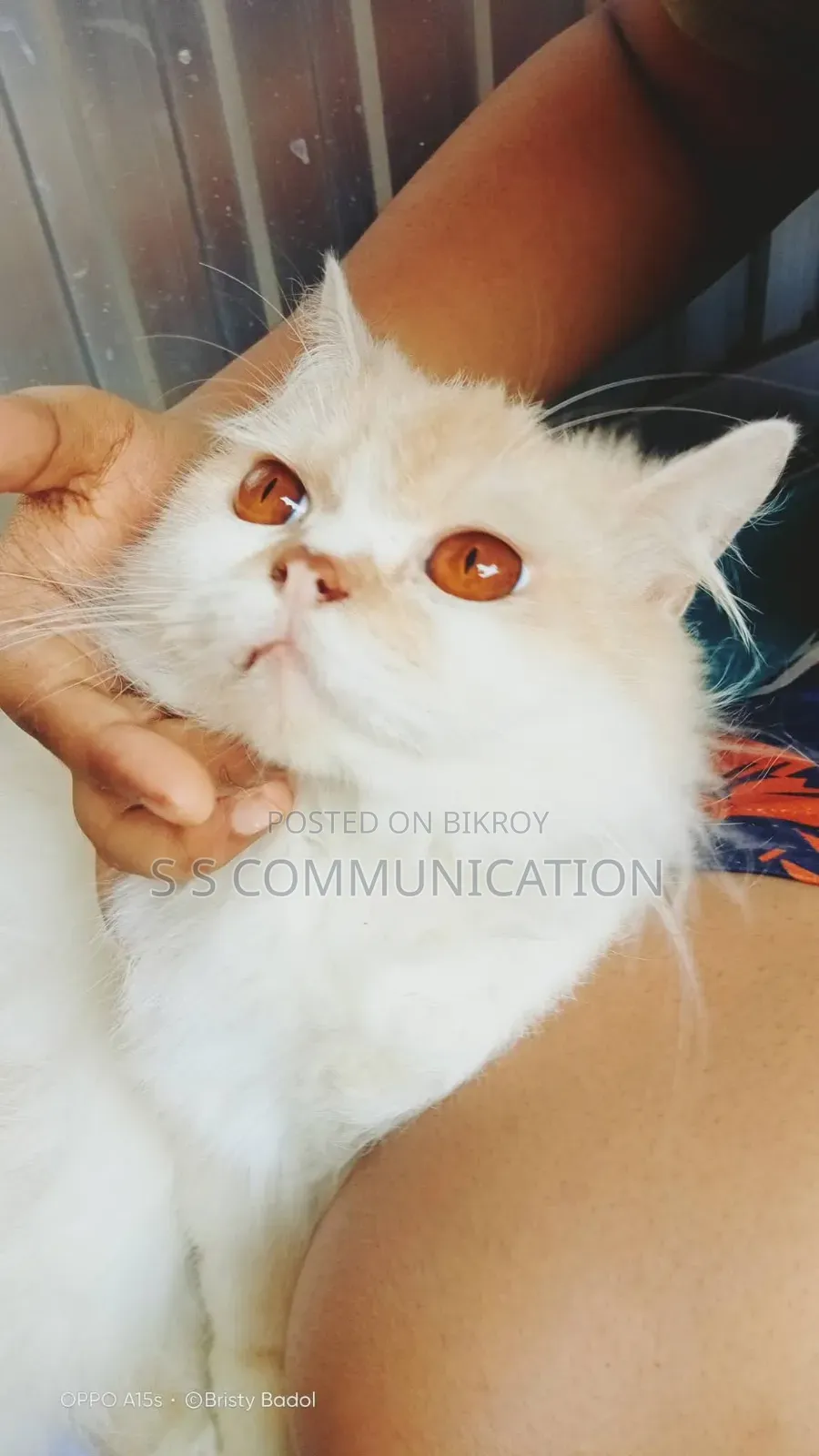 6-12 months Male Purebred Persian