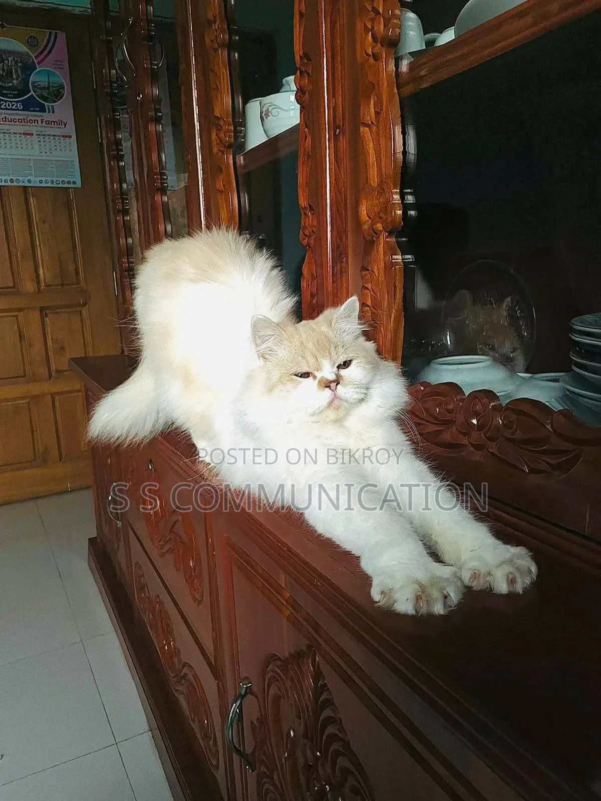 6-12 months Male Purebred Persian