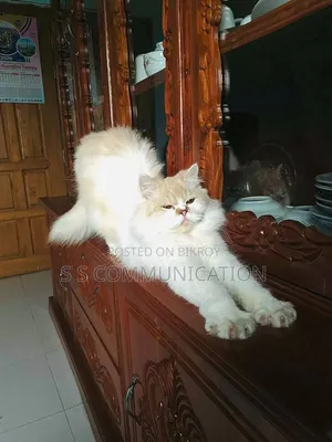 6-12 months Male Purebred Persian