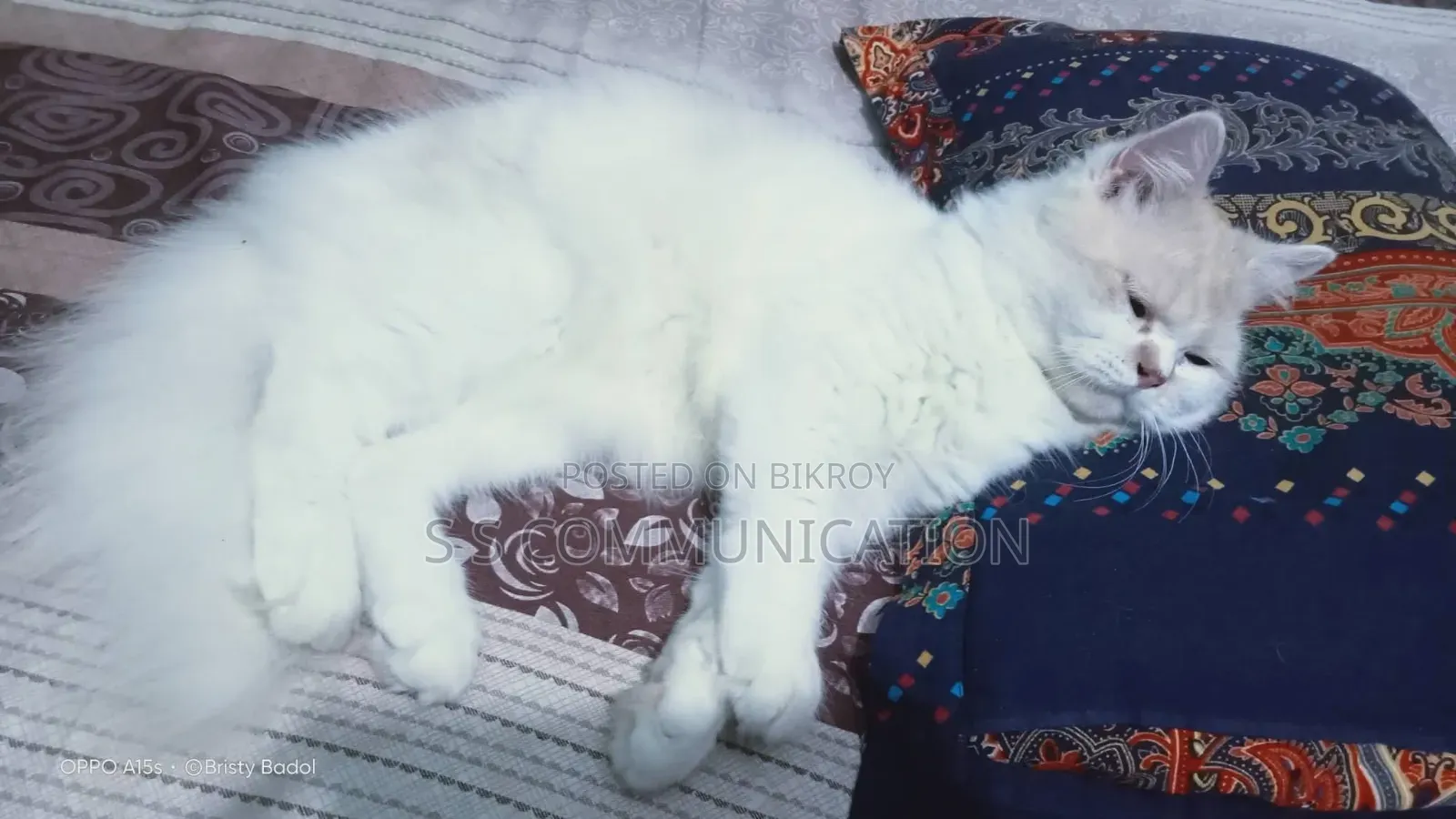 6-12 months Male Purebred Persian