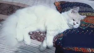 6-12 months Male Purebred Persian