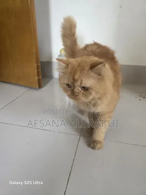 ১+ বছরের পুরুষ খাঁটি পার্সিয়ান