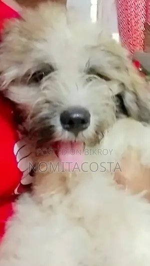 1-3 Months Male Purebred Lhasa Apso