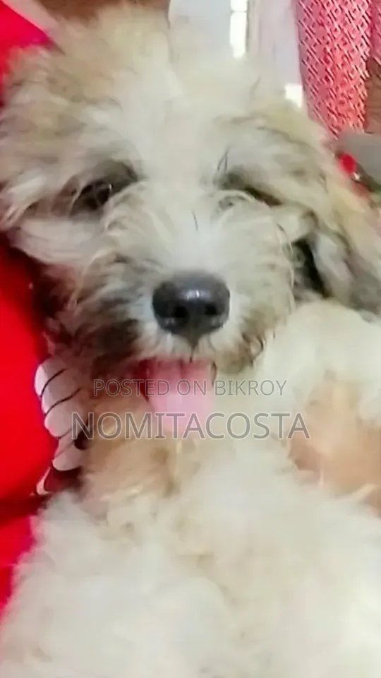 1-3 Months Male Purebred Lhasa Apso