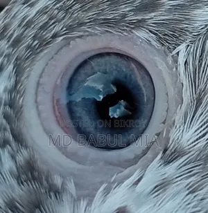 জেড স্প্রিং গলা কষা কবুতর