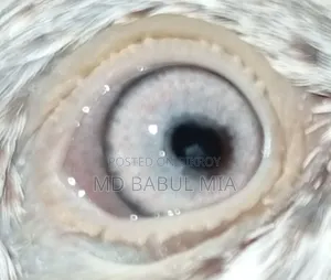 জেড স্প্রিং গলা কষা কবুতর