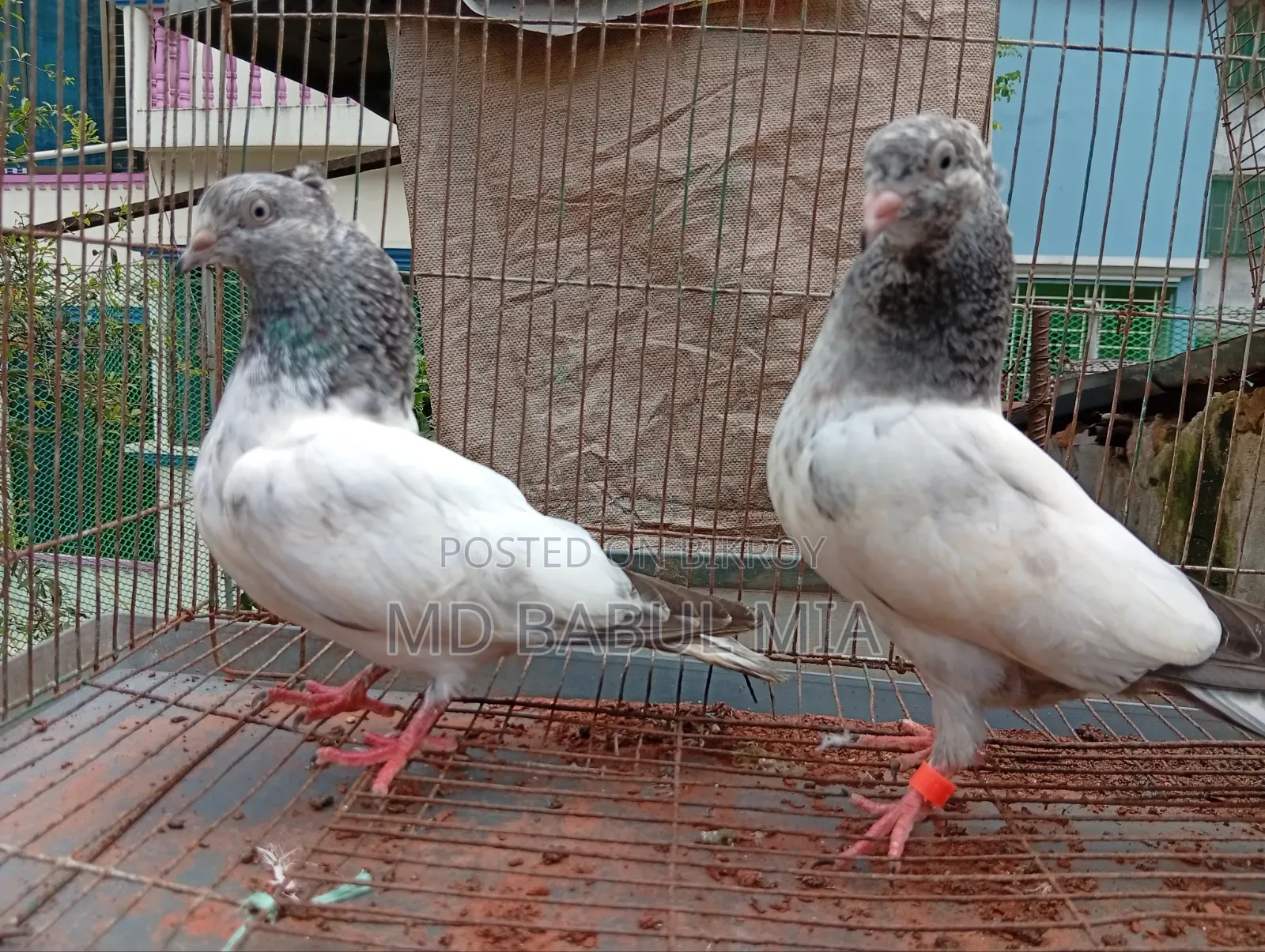 জেড স্প্রিং গলা কষা কবুতর