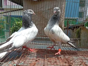 জেড স্প্রিং গলা কষা কবুতর
