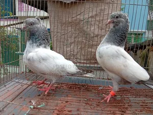 জেড স্প্রিং গলা কষা কবুতর