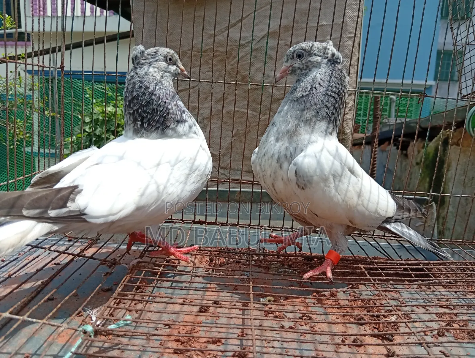 জেড স্প্রিং গলা কষা কবুতর