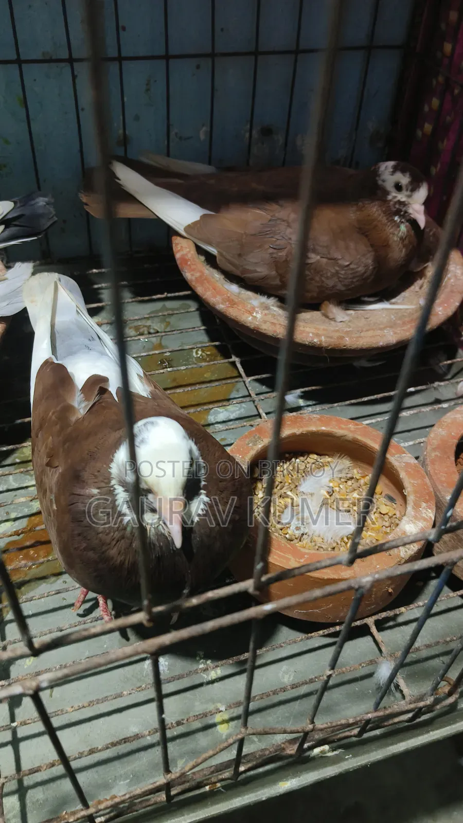 লাল গোল্লা