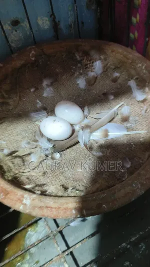 লাল গোল্লা