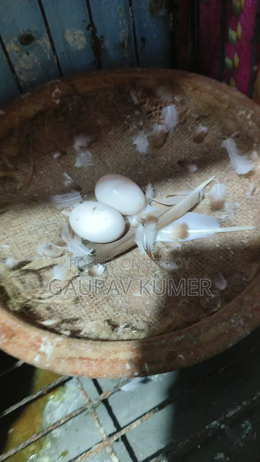 লাল গোল্লা