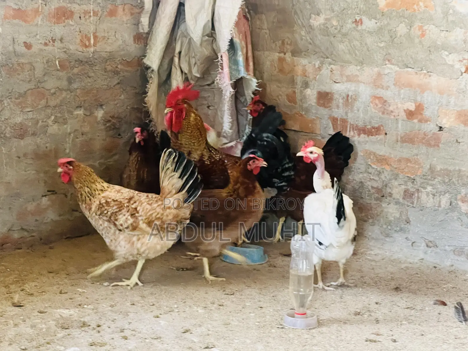 Tiger Rooster