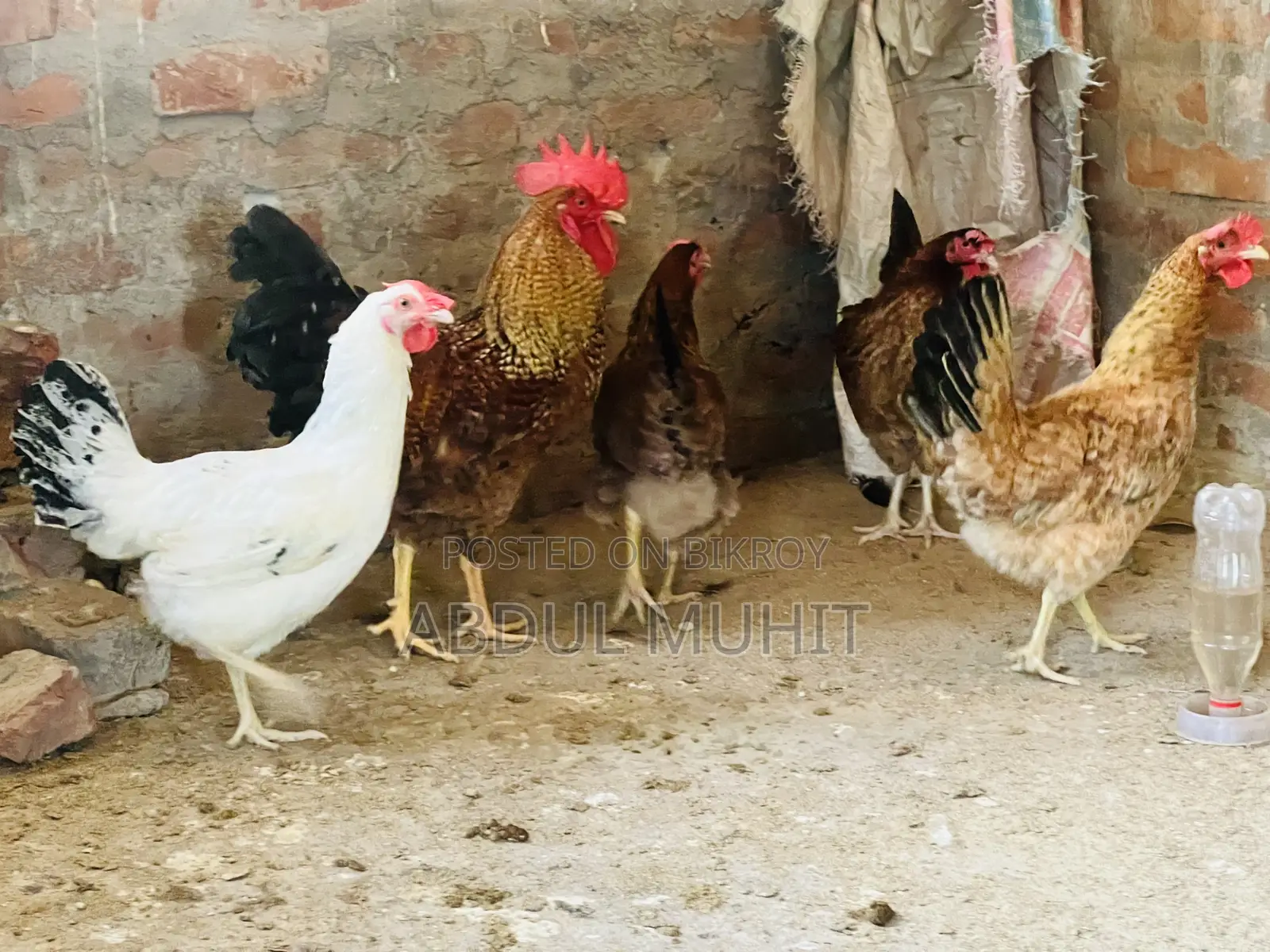 Tiger Rooster