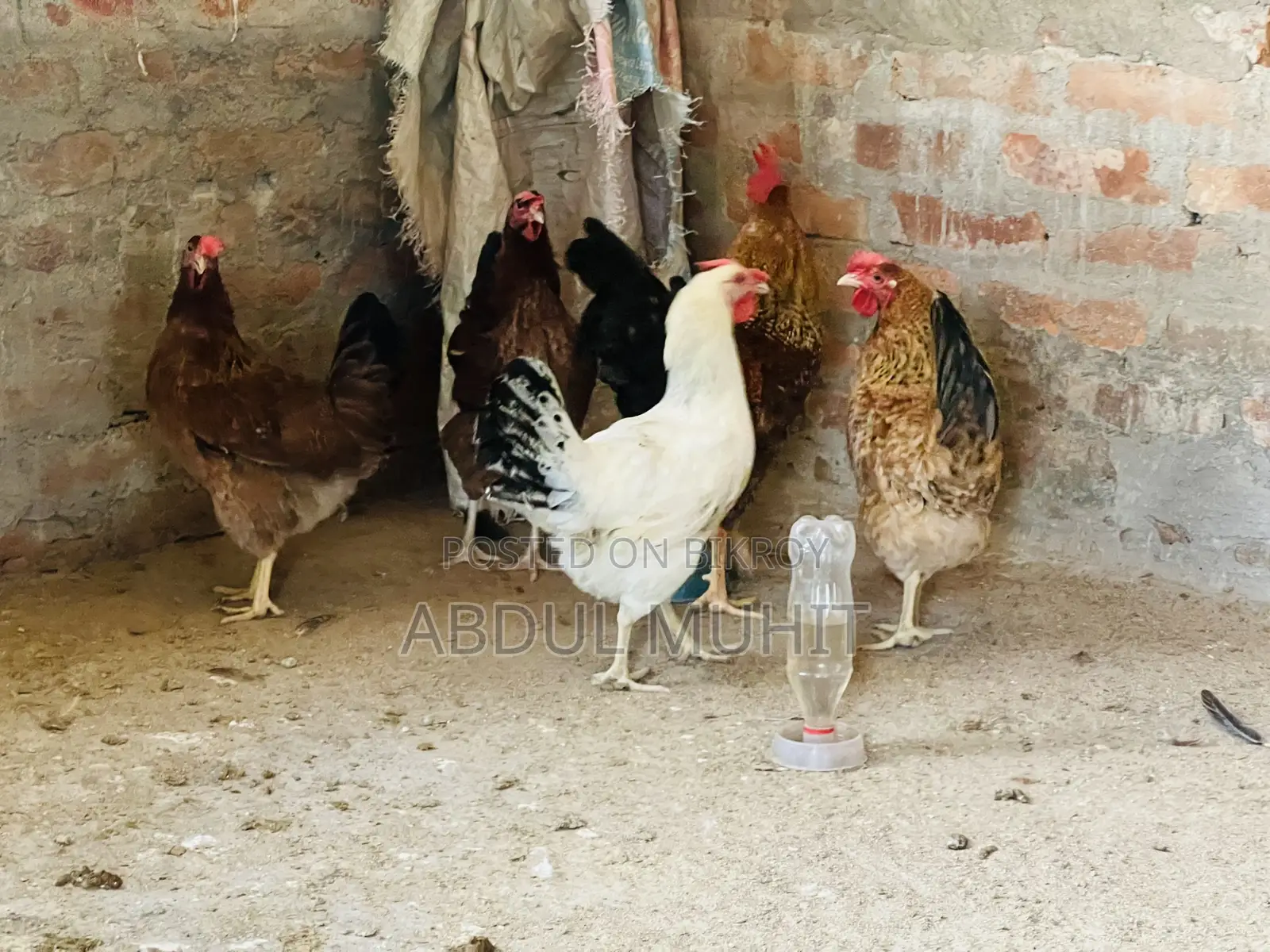 Tiger Rooster