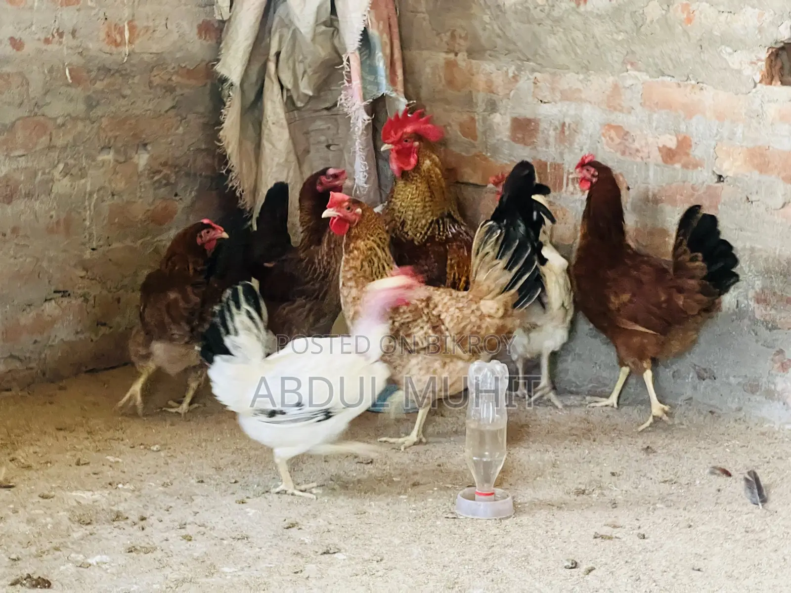 Tiger Rooster