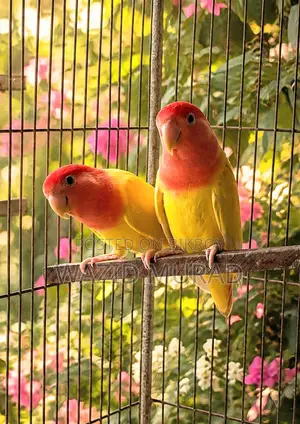 রানিং লাভবার্ড জোড়া