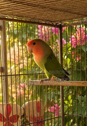 রানিং লাভবার্ড জোড়া