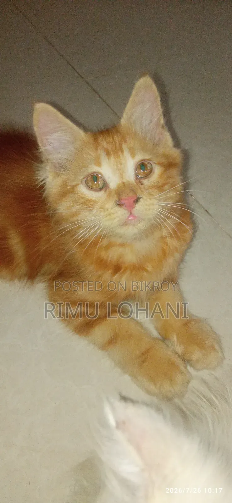 1-3 months Male Purebred Persian