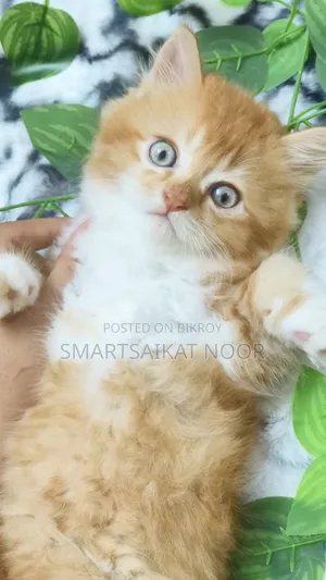 1-3 months Female Purebred Persian