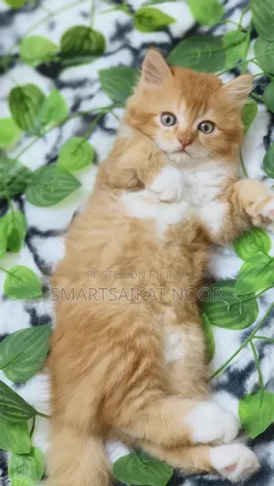 1-3 months Female Purebred Persian