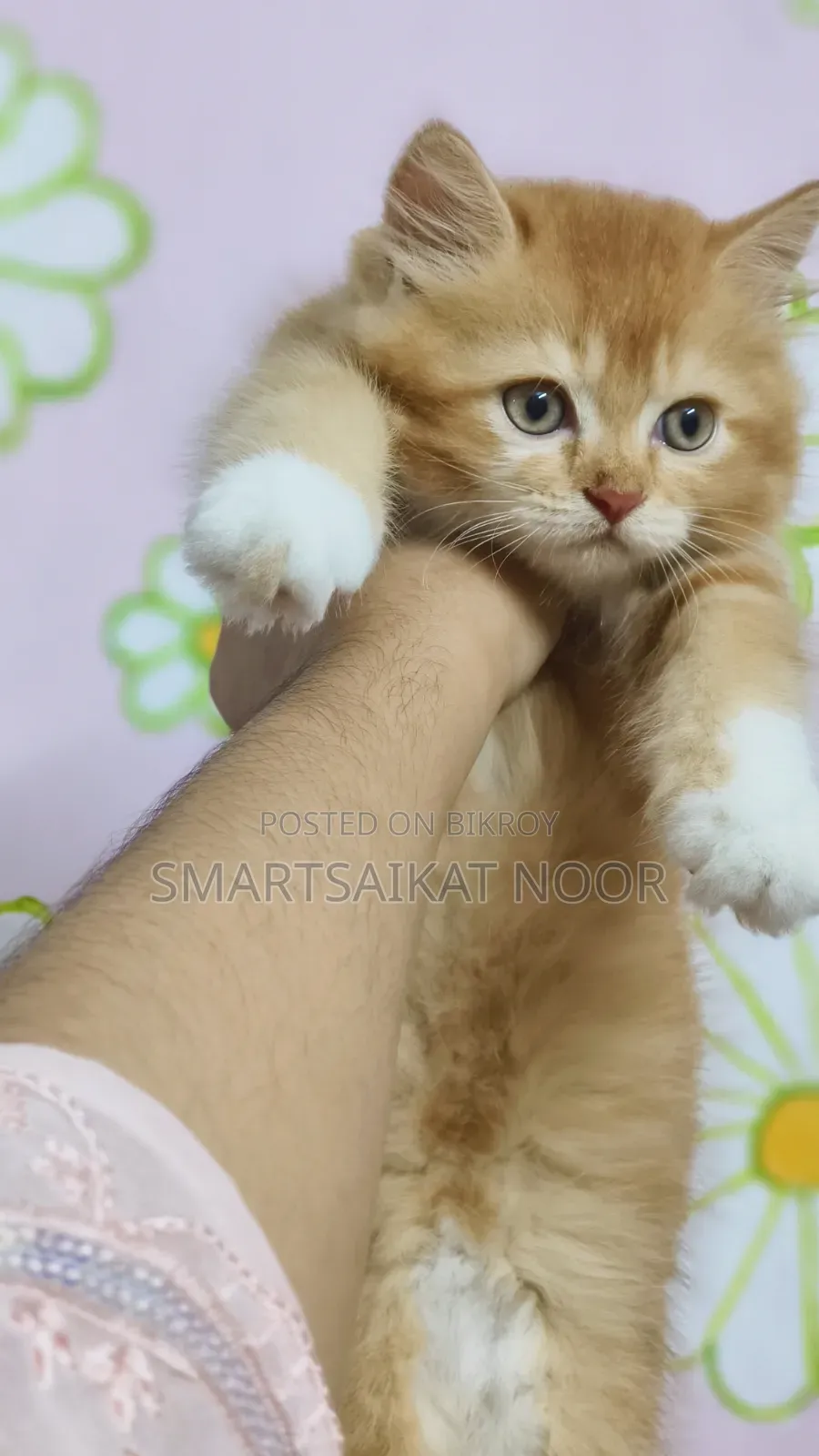 1-3 months Female Purebred Persian