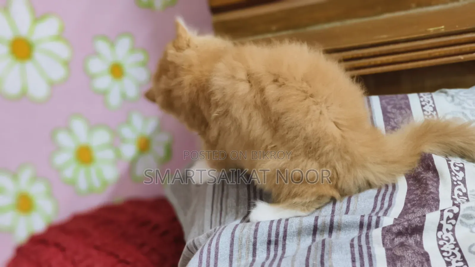 1-3 months Female Purebred Persian