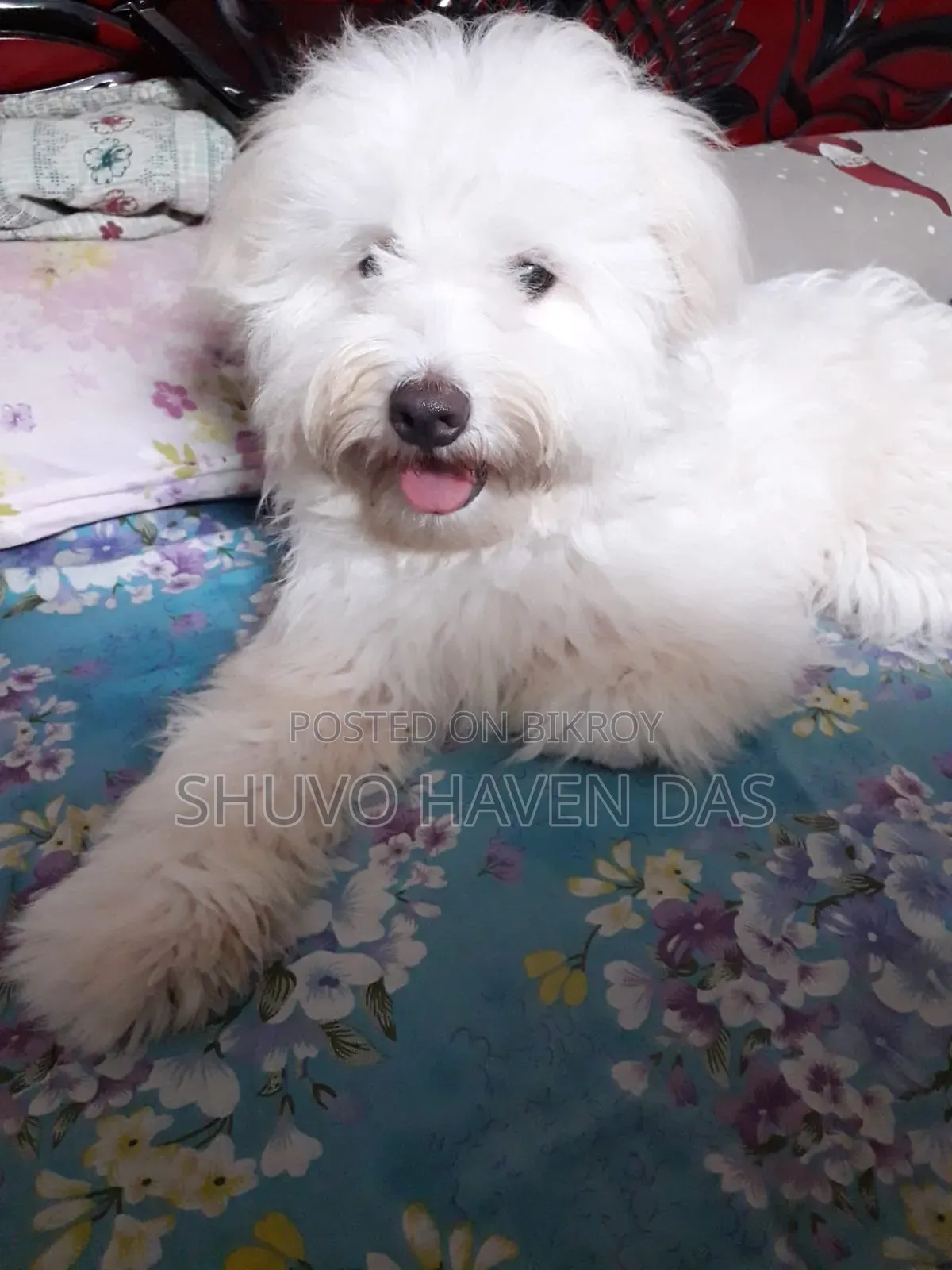 1+ Year Male Purebred Lhasa Apso