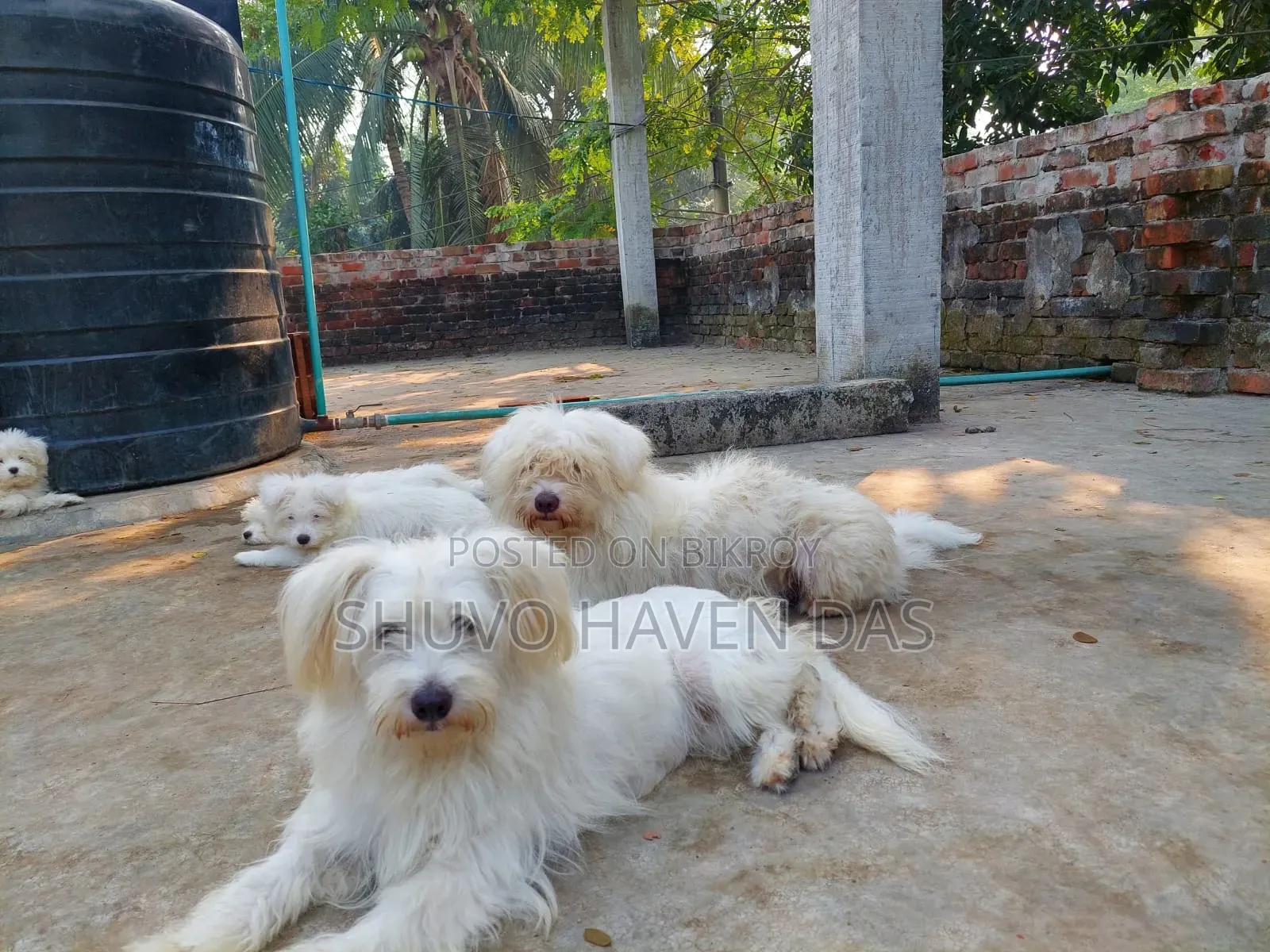 1+ Year Male Purebred Lhasa Apso