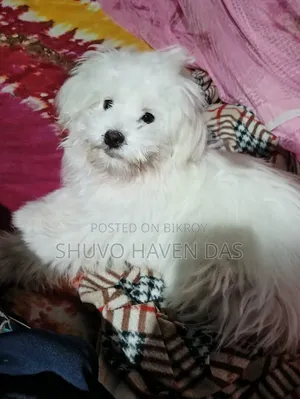 1+ Year Male Purebred Lhasa Apso