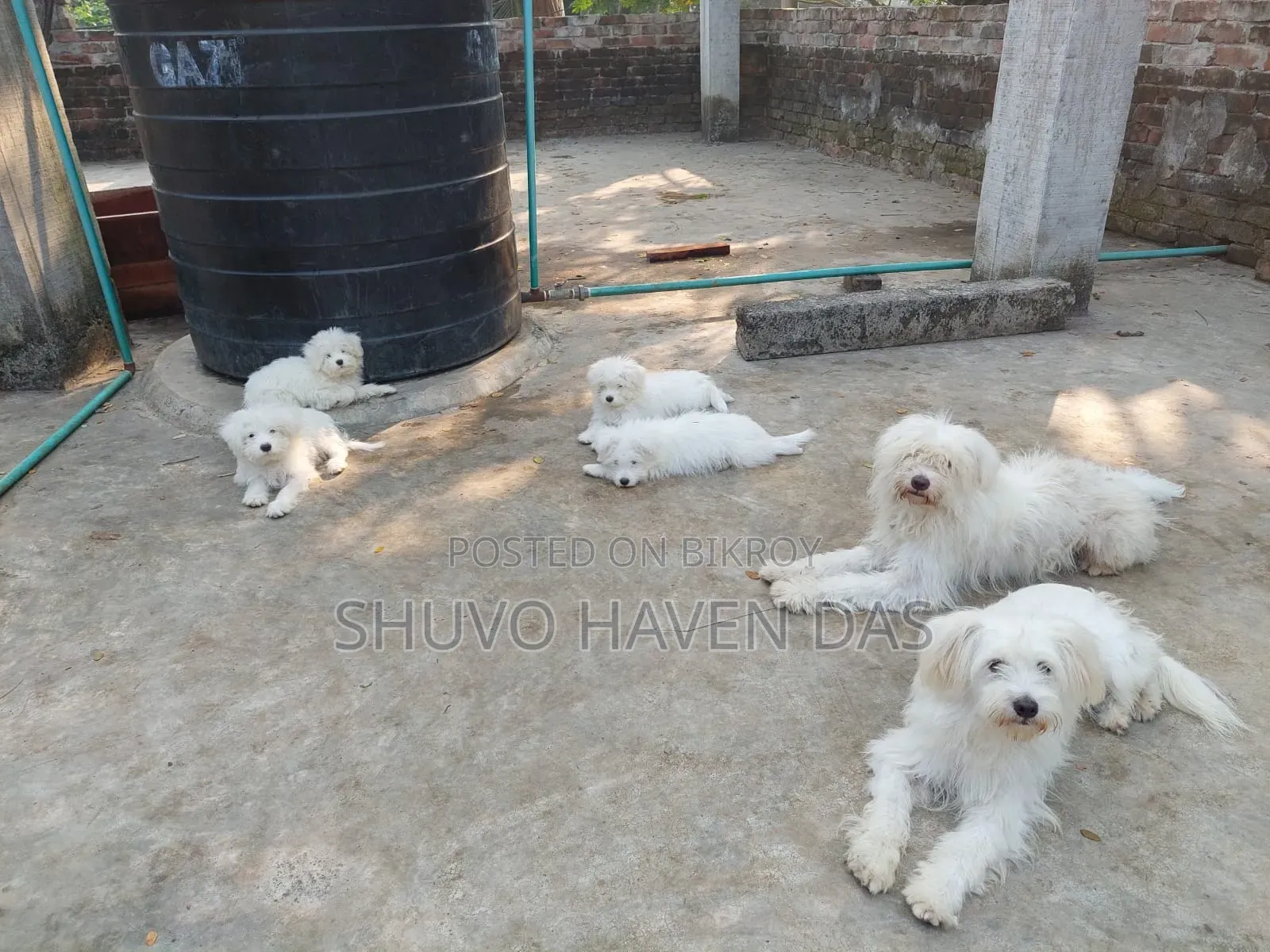 1+ Year Male Purebred Lhasa Apso