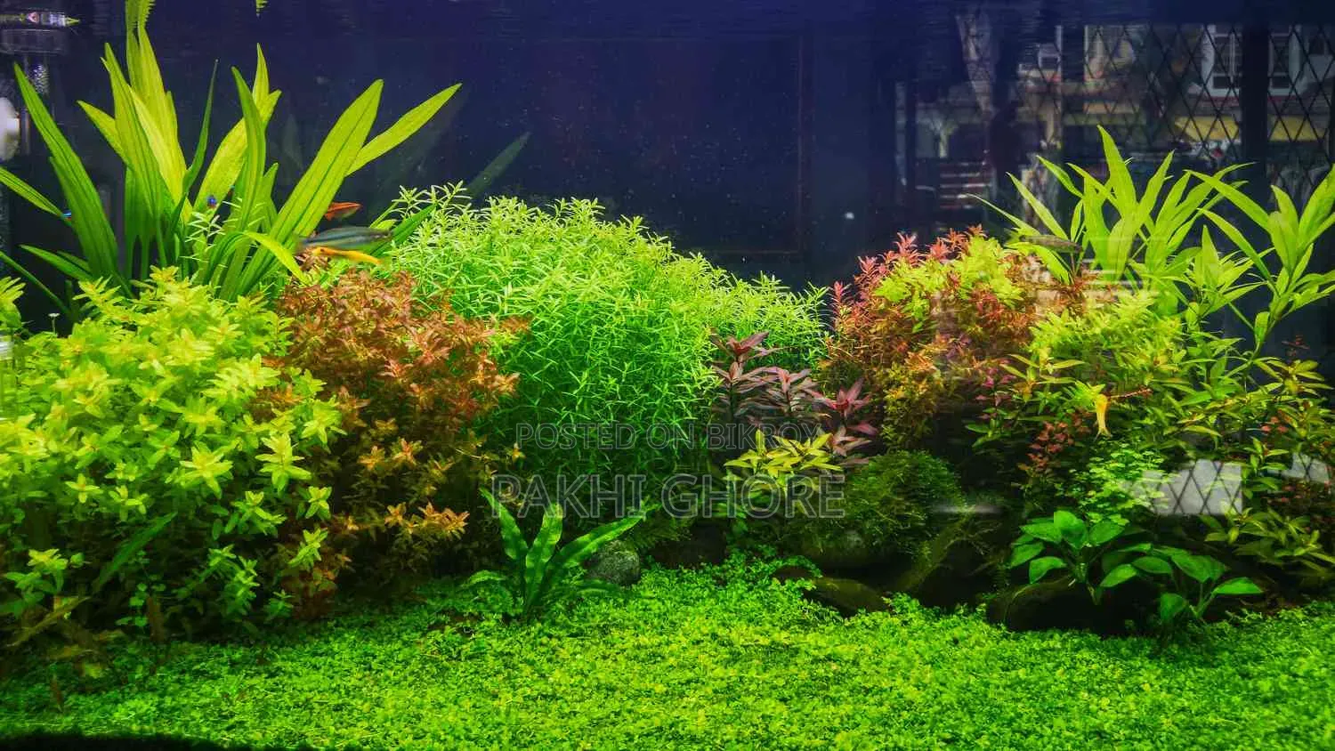 অ্যাকুরিয়াম প্ল্যান্ট