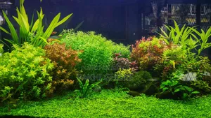 অ্যাকুরিয়াম প্ল্যান্ট
